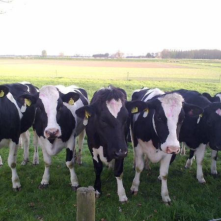 B&B Boerderij Wijtvliet Langeweg Ngoại thất bức ảnh