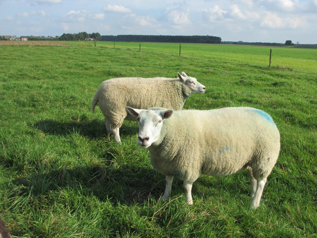 B&B Boerderij Wijtvliet Langeweg Ngoại thất bức ảnh